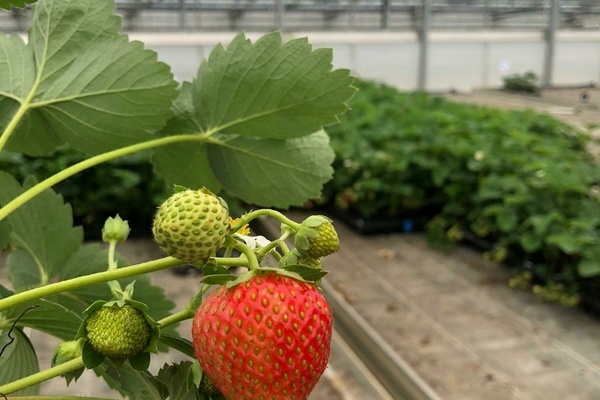 G�rtnerei St�ferle