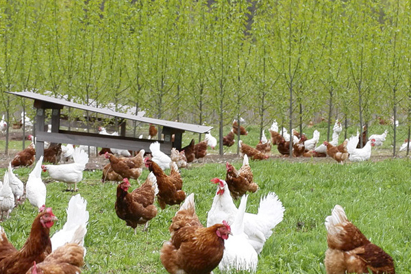 Gefl�gelhof Kurz & Bromberghof (zwei Betriebe)