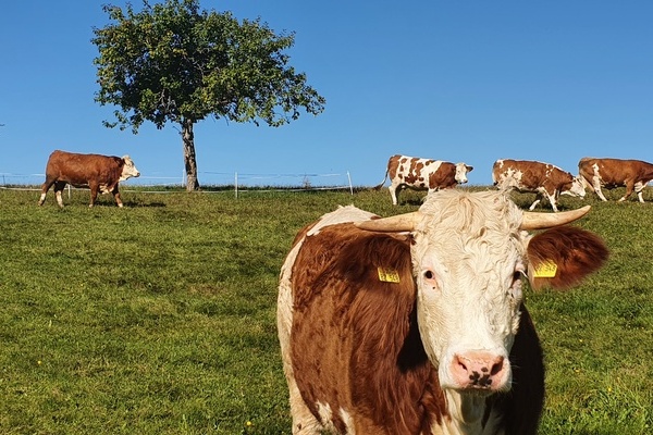 Ferienhof Hirschfeld