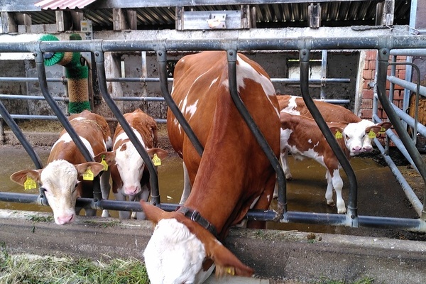 Ralf und Micha Riehle GbR Binsenberghof