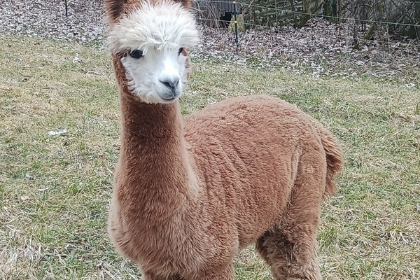  Klosterhof Amtenhausen