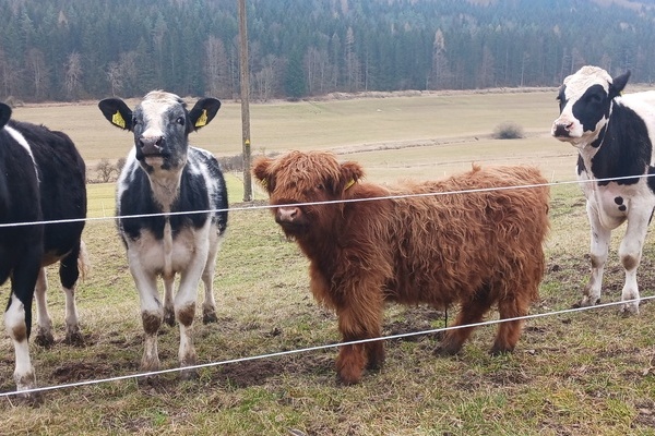  Klosterhof Amtenhausen